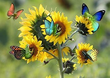 Butterflies on sunflowers background